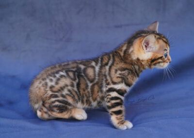 Brown Bengal kitten resting and showing strong contrast rosettes