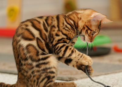 Playful Brown rosetted Bengal kitten