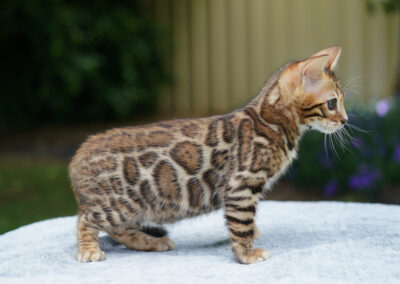 Bengal kitten with warm brown coat and classic rosette pattern