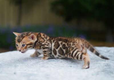 Brown Bengal kitten resting and showing strong contrast rosettes