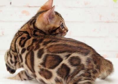 Brown rosetted Bengal kitten from Ashmiyah Bengal Cats in Adelaide