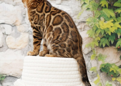 Close-up of a Brown Bengal kitten with glittered rosetted coat