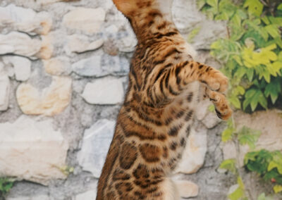 Young Brown Bengal kitten showing bold rosette markings
