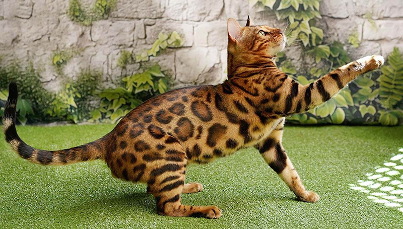 Swedish born Brown Rosetted Bengal Stud Cat arrives in Australia