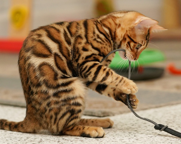 Brown rosetted Bengal kitten for sale Australia — Ashmiyah Bengal Cats