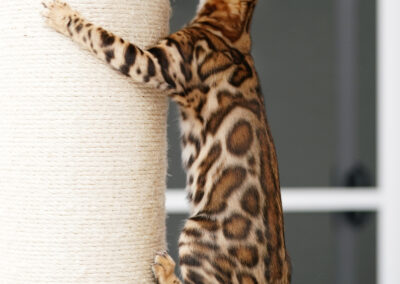 Bengal kitten highlighting the classic rosetted coat pattern of the breed