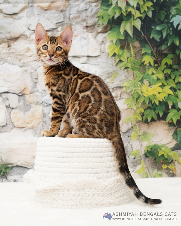 Premium Brown Rosetted Bengal kitten photographed by Ashmiyah Bengal Cats