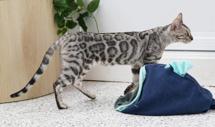 Side view of a Silver Bengal cat with dark charcoal rosettes and a clear silver coat walking indoors - Ashmiyah Bengal Cats Australia