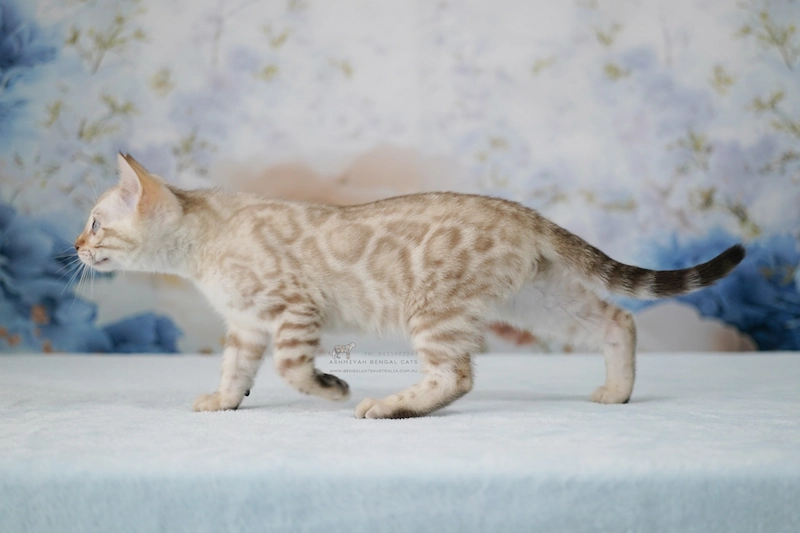 Side view of a Snow Bengal kitten with large, soft rosettes and a light cream coat walking on a light blue surface - Ashmiyah Bengal Cats Australia
