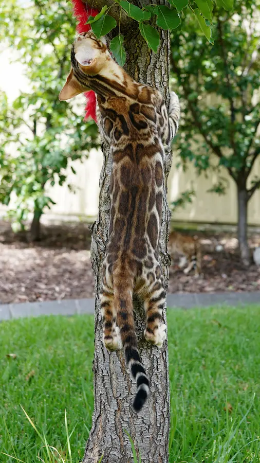 Ashmiyah Bengal cat climbing a tree, showing the high-contrast rosettes and athletic build characteristic of our breeding program.