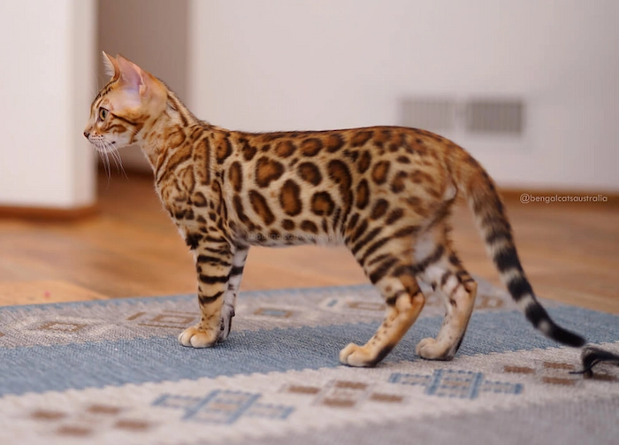 Side profile of a brown rosetted Bengal cat with high-contrast 'doughnut' rosettes standing on a blue rug - Ashmiyah Bengal Cats Australia
