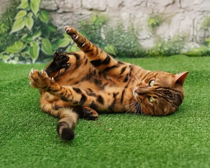 Brown Rosetted Bengal Stud cat rolling and playing on grass