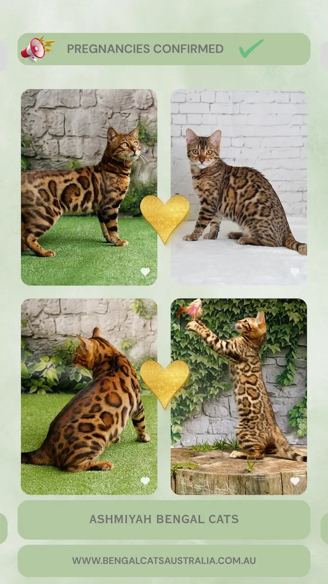 Announcement flyer for Ashmiyah Bengal Cats. Features a headline announcing upcoming Bengal cat pregnancies with litter arrivals expected mid year 2026. Includes contact details, website information, and photos showcasing the striking rosette patterns of the parent Bengal cats and upcoming kittens.
