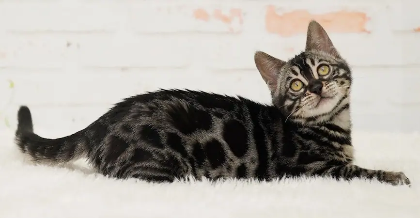 Brown charcoal Bengal kitten with high-contrast black rosettes, smoky charcoal coat, and distinct dark facial markings.