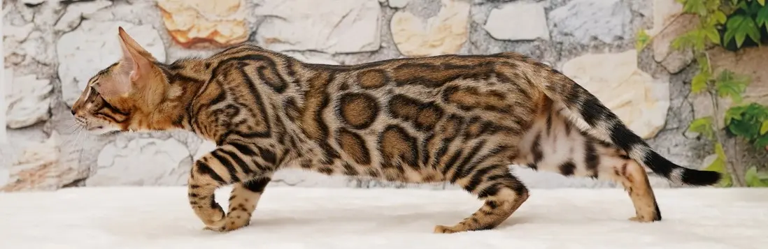 Side profile of a high-quality Brown Rosetted Bengal cat with large, two-toned rosettes and a strong wild structure, bred by Ashmiyah Bengals Australia.