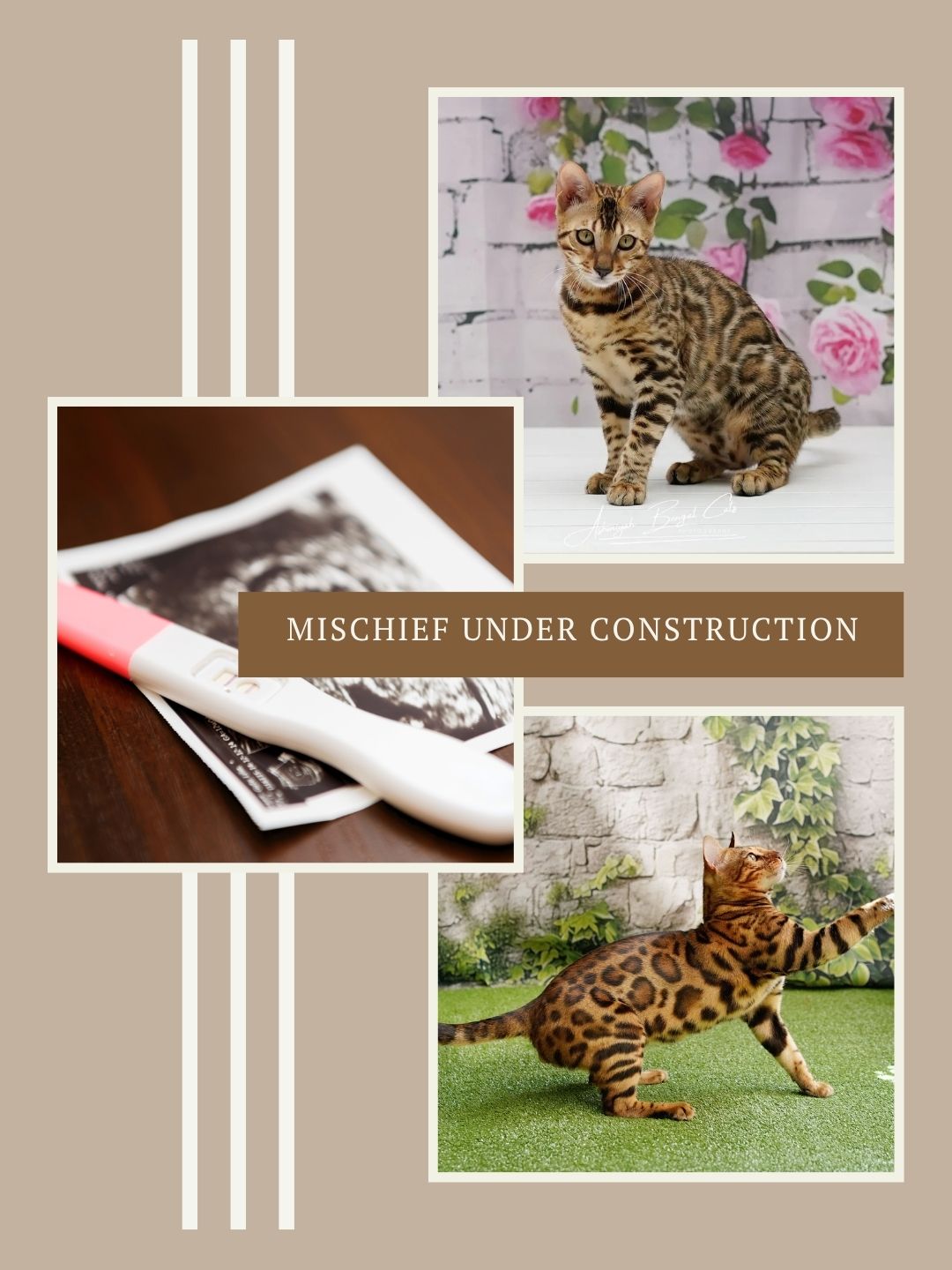 Bengal Sire and Dam with Brown Spotted Bengal kittens arriving soon in australia.