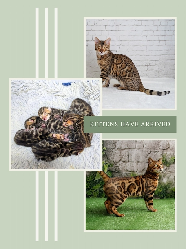Bengal kittens born June 1st at Ashmiyah Bengal Cats