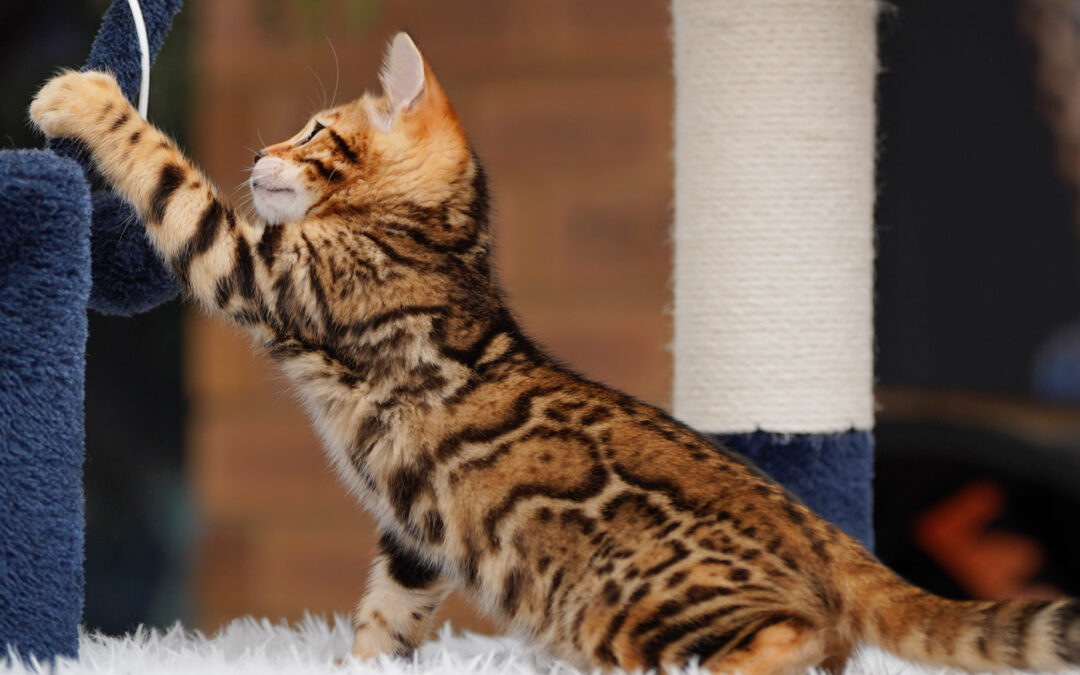 New Bengal Kittens-Safaree-Fernando-2026