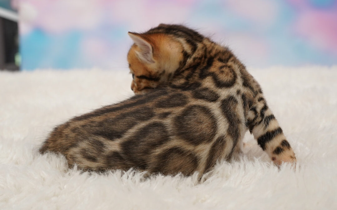 Bengal Kittens Born-Nahni X Fernando