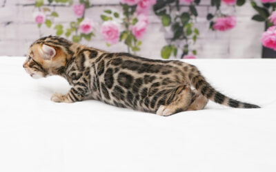 Bengal Kittens Born | Africa X Fernando