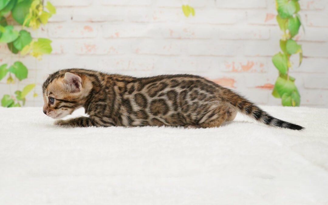 Bengal Kittens Born | Mayla X Phoenix